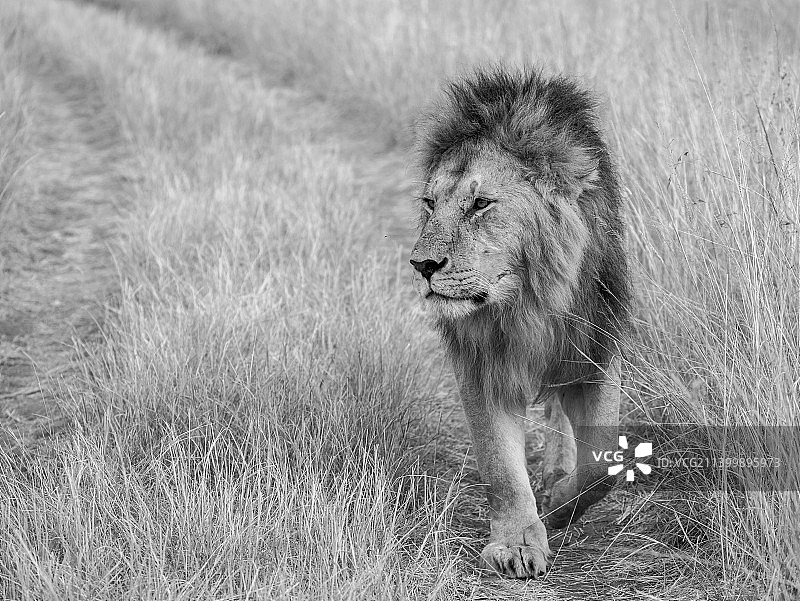 肯尼亚马赛马拉，狮子在田野上行走的特写图片素材