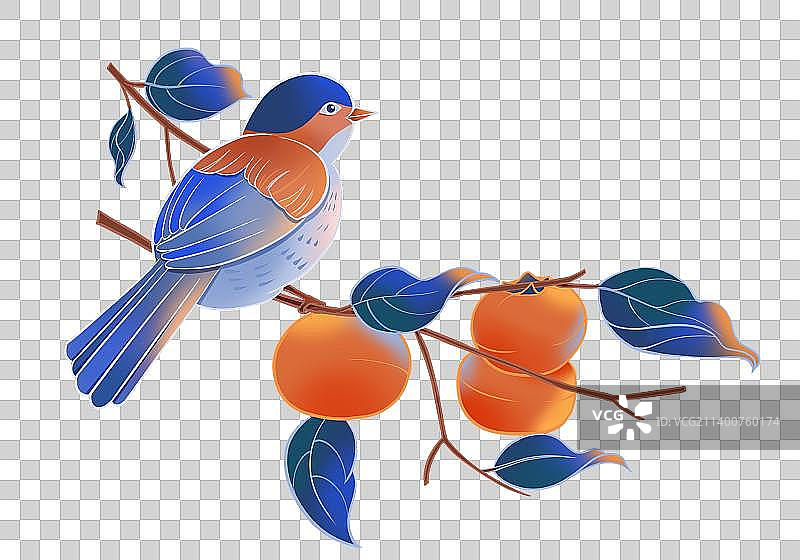鸟儿和柿子树枝图片素材