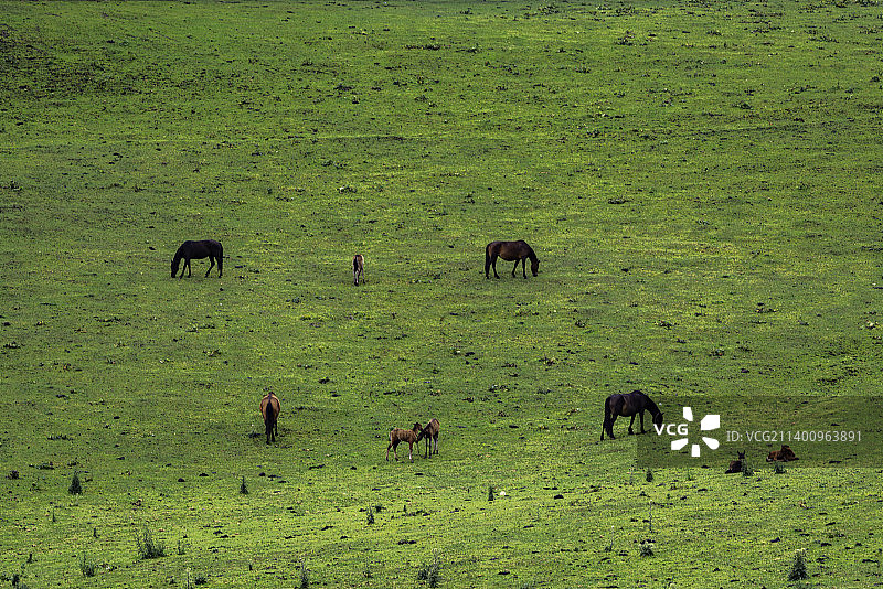 新疆伊犁恰西森林公园的牧场图片素材