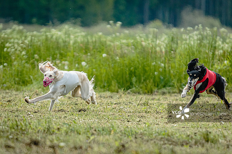 穿着红白相间衬衫的萨卢基狗在场上追逐诱饵，爱沙尼亚图片素材