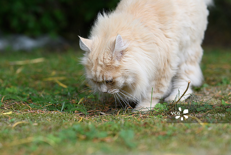 猫在草地上的特写图片素材