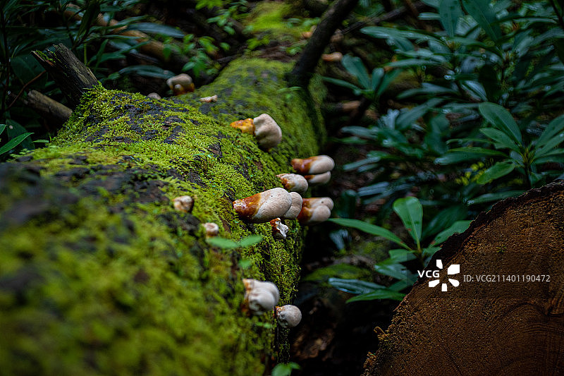 树干上生长的蘑菇特写图片素材