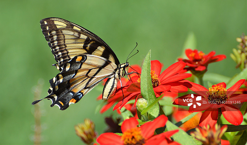 美国新泽西州米德尔顿，蝴蝶在红花上授粉的特写镜头图片素材