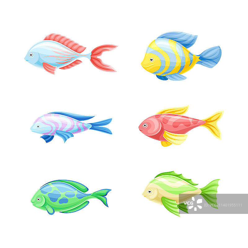 彩色的鱼，水生有鳃的动物图片素材