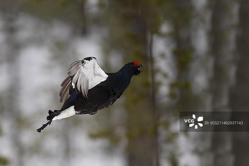 黑松鸡，黑松鸡，求爱，哈姆拉国家公园，瑞典达拉那，欧洲图片素材