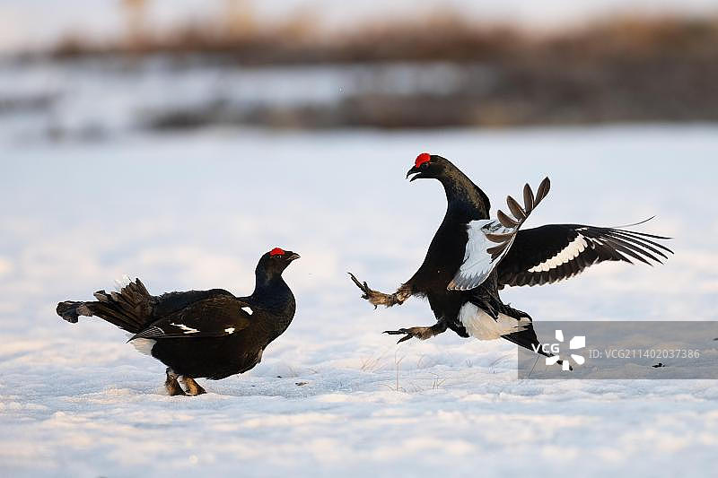 黑松鸡，黑松鸡，求爱，哈姆拉国家公园，瑞典达拉那，欧洲图片素材