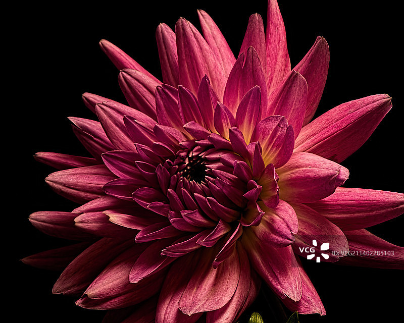 粉色花朵在黑色背景下的特写图片素材