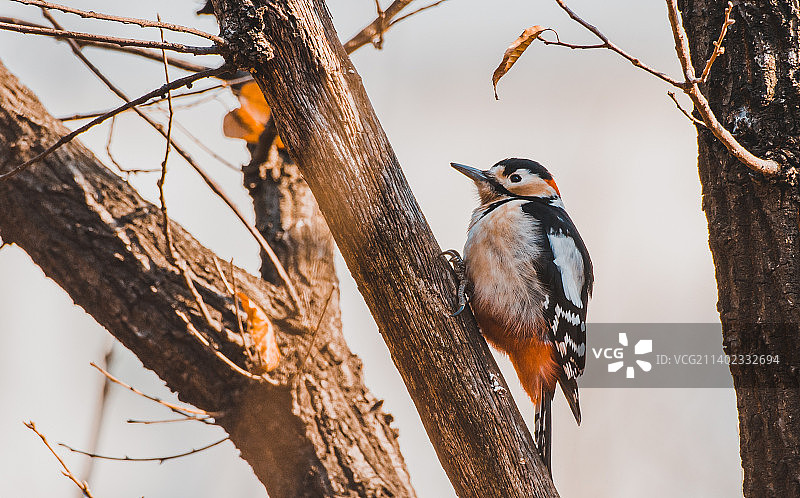 啄木鸟栖息在树上的特写镜头图片素材