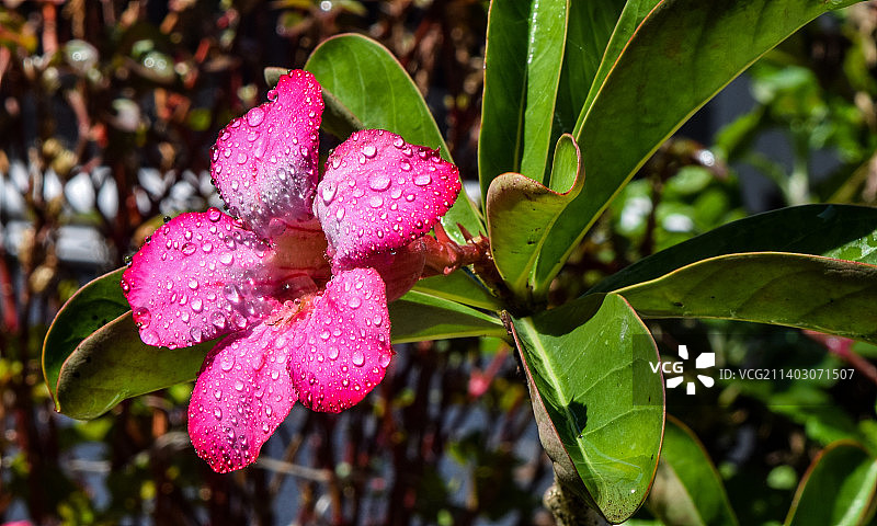 潮湿的粉红色开花植物特写，印度尼西亚图片素材