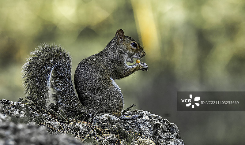 美国阿米莉亚埃尔哈特公园，灰松鼠在岩石上吃东西的特写镜头图片素材