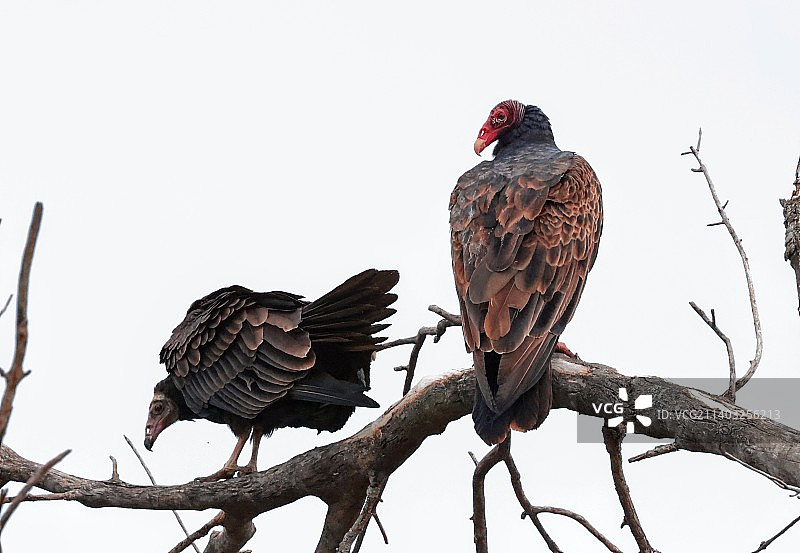 土耳其秃鹫寻找死者图片素材