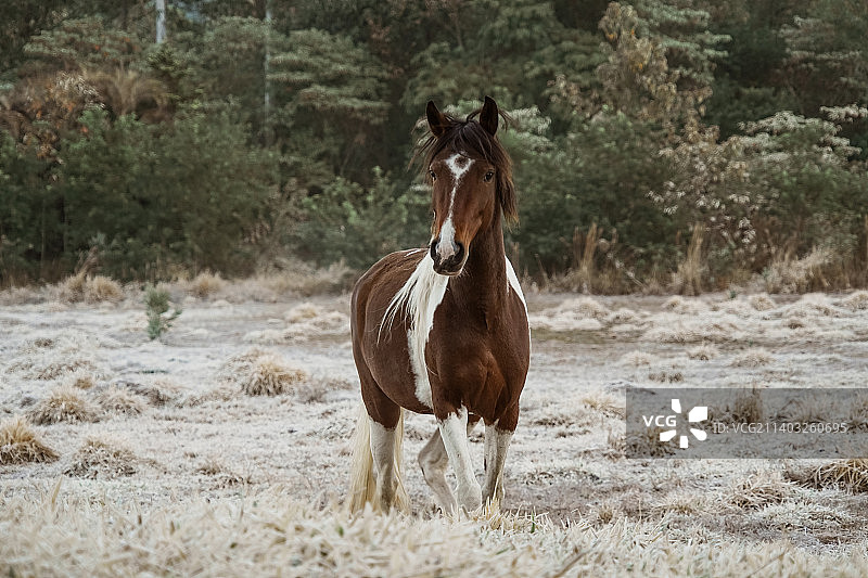 巴西南阿雷格里山，纯种马站在田野上的画像图片素材
