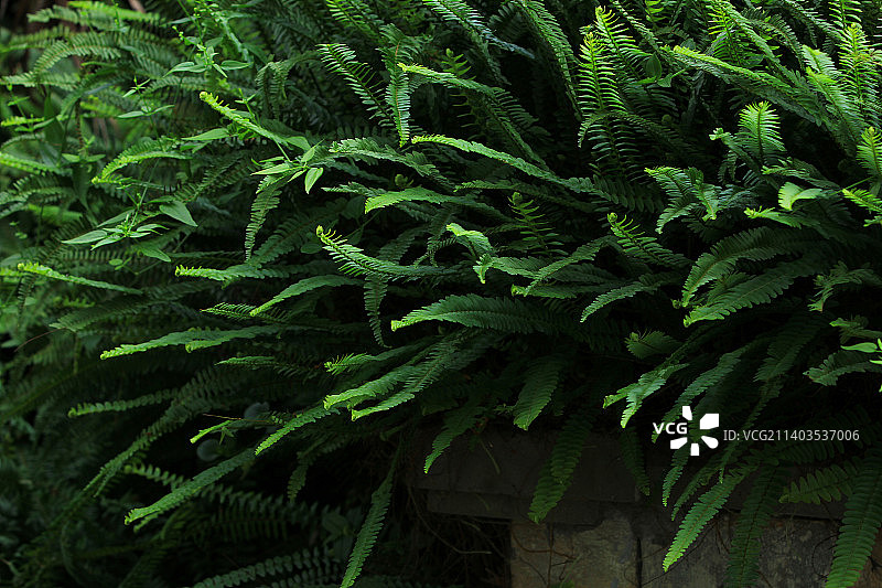 蕨类植物，绿色背景，自然环境图片素材