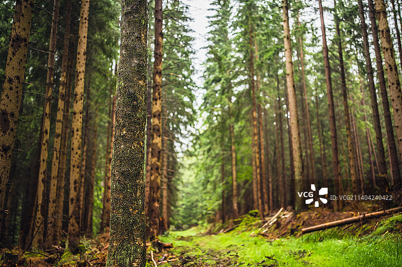 生长在森林中的树木，波兰图片素材