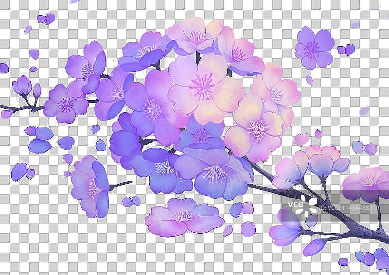蓝紫色樱花植物横构图图片素材