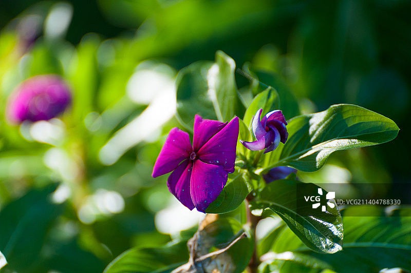 紫色开花植物的特写图片素材