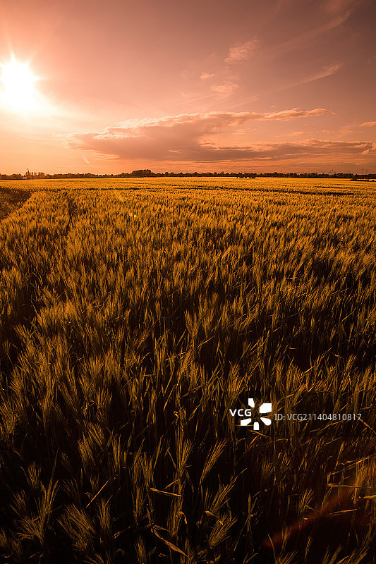 德国纽鲁平，日落时天空映衬下的田野风景图片素材