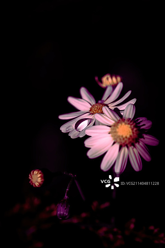 德国neuuppin，黑色背景下的粉色花朵特写图片素材