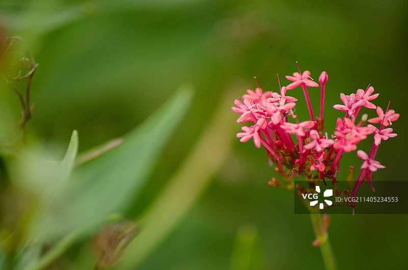 粉红色开花植物的特写，德国图片素材