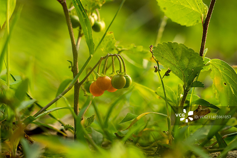 孟加拉国，植物上生长的番茄特写图片素材