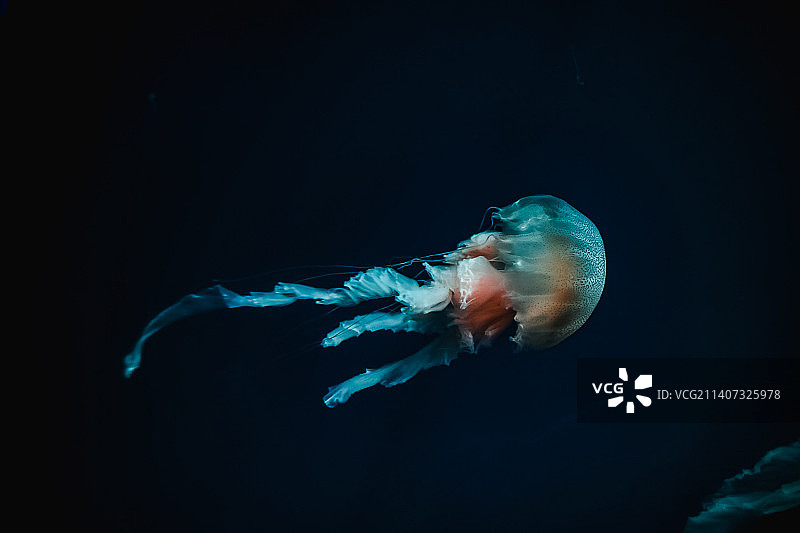 水母在水族馆里游泳的特写镜头，印度尼西亚图片素材
