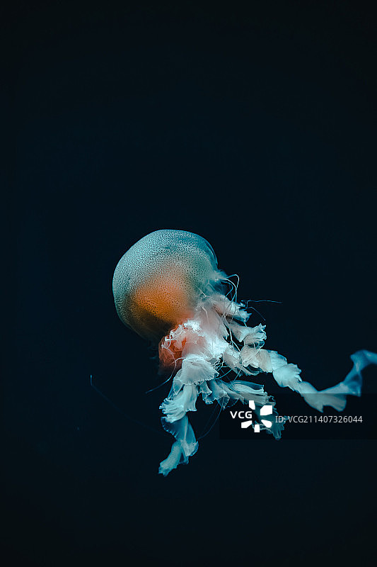 水母在水族馆里游泳的特写镜头，印度尼西亚图片素材