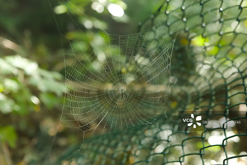 比利时那穆尔，蛛网上的蜘蛛特写图片素材