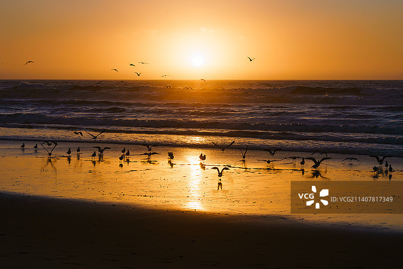 海滩上金色的日落，鸟群美丽宁静的景色，美国加利福尼亚州，美国图片素材
