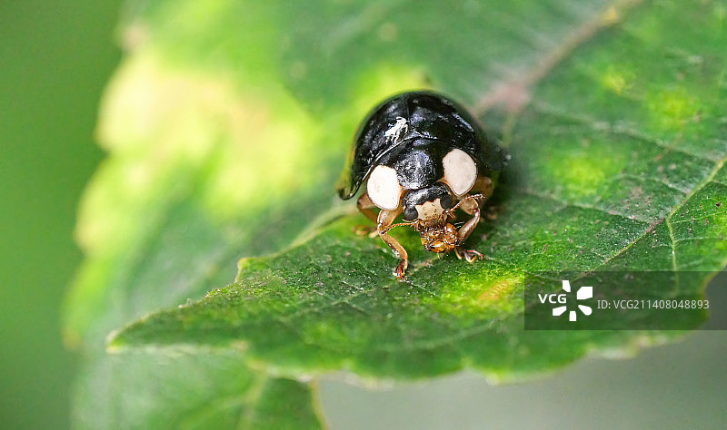 黑色的瓢虫正在捕食一只蚂蚁生物科普这种瓢虫是益虫肉食性昆虫大量取食林间害虫为主大大减缓农作物危害图片素材