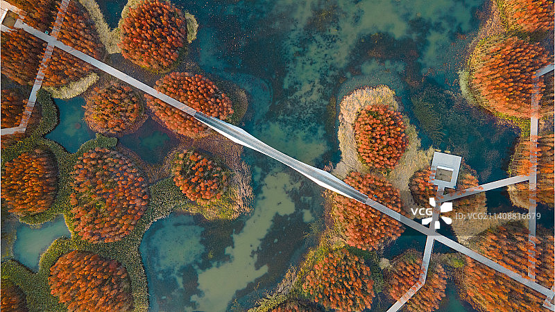 南昌鱼尾洲公园 秋季 水杉 生态 湿地公园图片素材