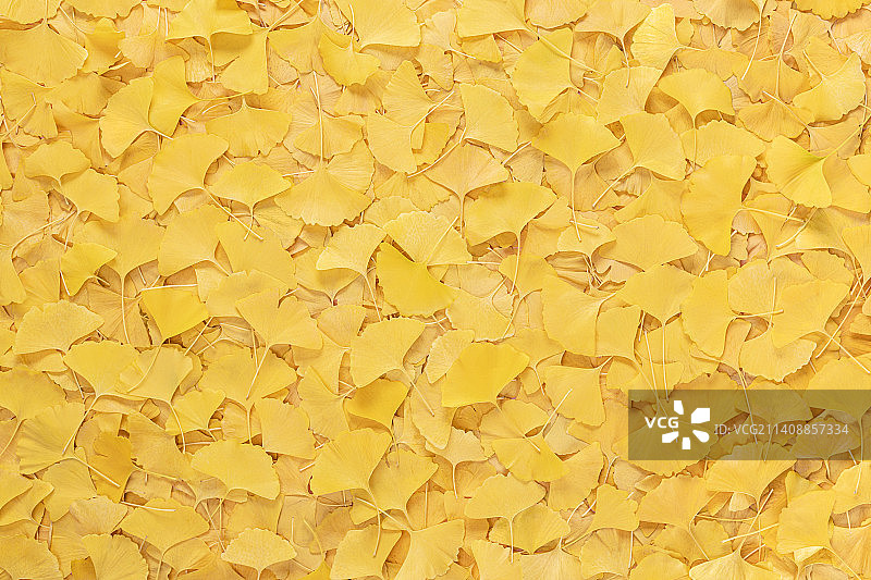 满画幅金黄色的银杏叶平面背景素材图片素材