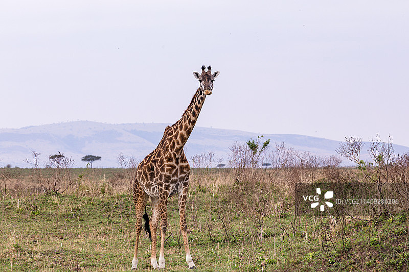 肯尼亚内罗毕马赛马拉，一只长颈鹿站在小路上的画像图片素材