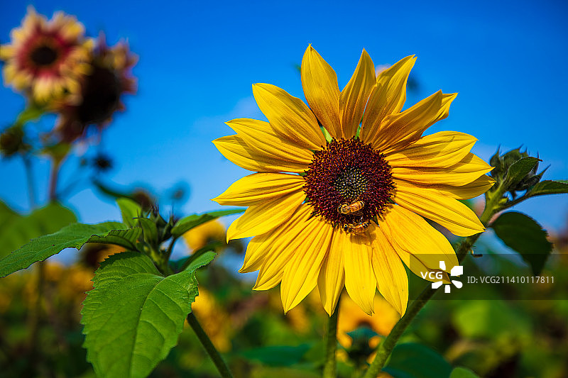 蓝天背景下金黄色向日葵与绿色叶子特写，两只小蜜蜂停在花心上采蜜图片素材