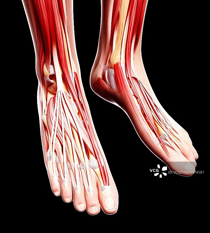 人类足部肌肉组织，艺术品图片素材