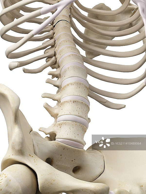 人类腰椎，艺术品图片素材