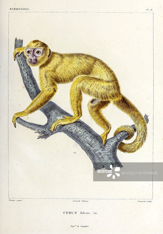 卷尾猴，插图图片素材
