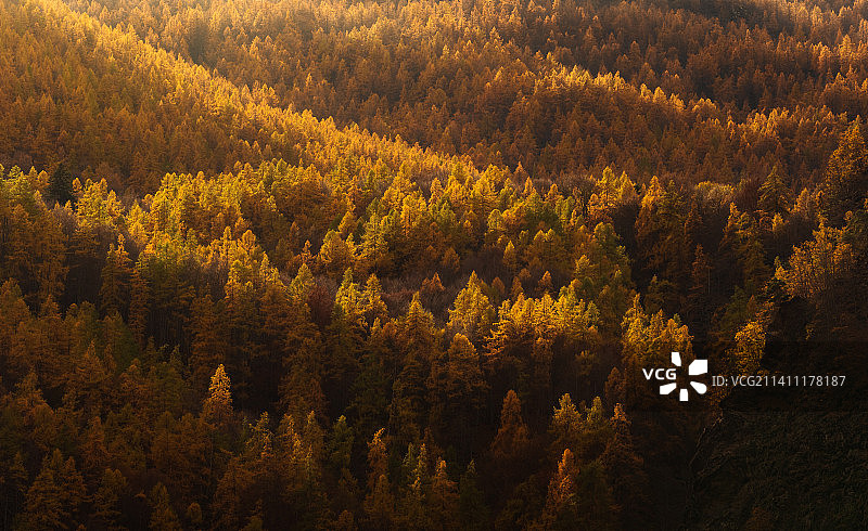 秋天，意大利都灵乌塞克斯森林里的树木的高角度视图图片素材