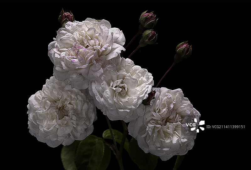 Rosa sempervirens ‘Félicité et Perpétue’ (evergreen rose)图片素材