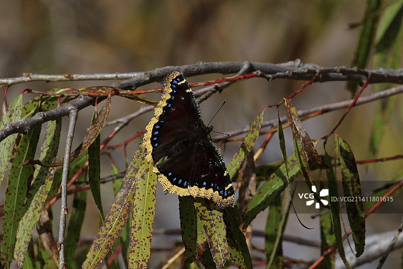 白水野生动物保护区，美国，植物上的蝴蝶特写图片素材