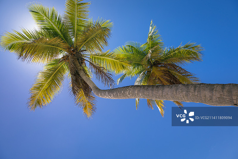 热带天堂田园般的加勒比海棕榈树与阳光蓬塔图片素材