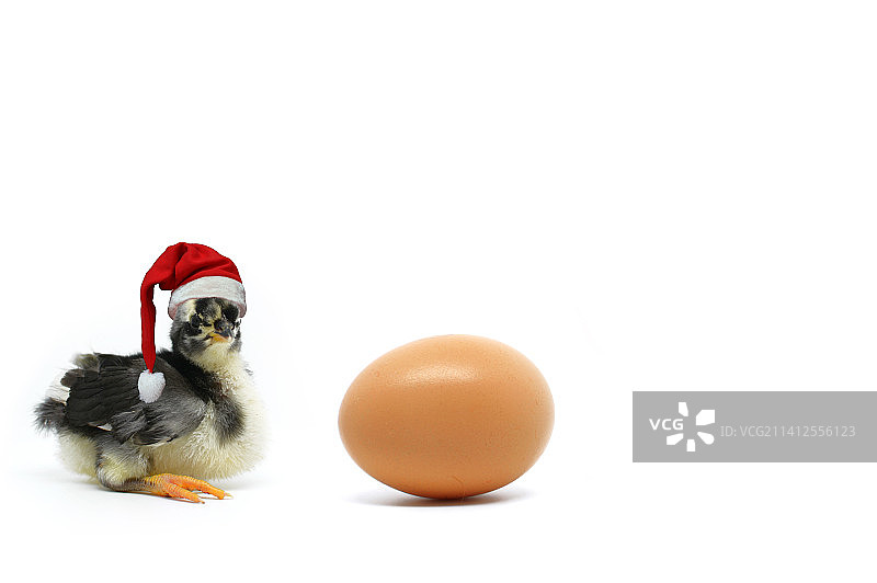 圣诞节的小鸡
意大利锡拉库萨的Palazzolo Acreide，白色背景下的圣诞小鸡和蛋图片素材