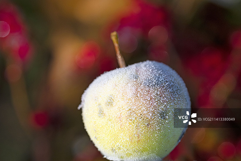 冻苹果在冬天躺在雪地里图片素材