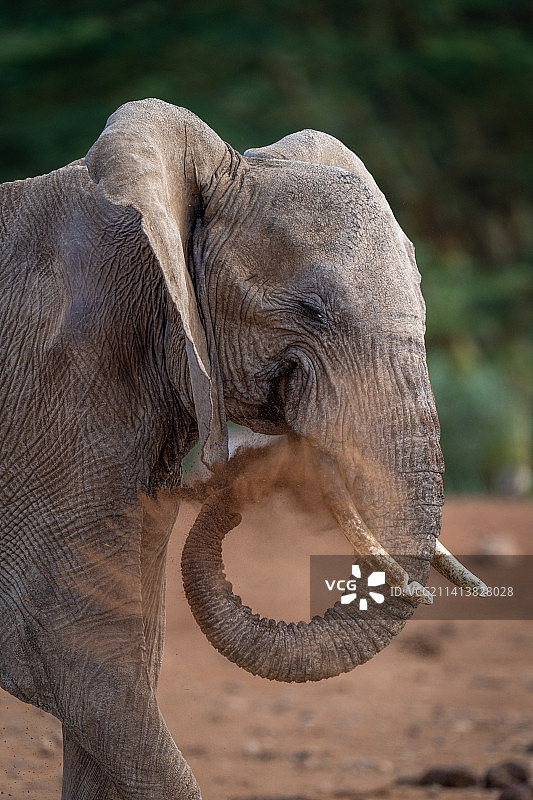 侧面的大象小牛站在田野上，肯尼亚图片素材