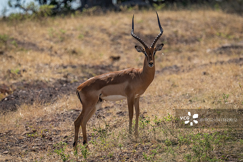 雄性黑斑羚站在山坡上凝视，博茨瓦纳图片素材