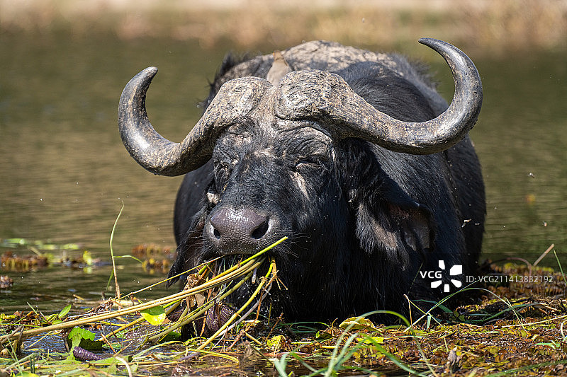 博茨瓦纳，水牛站在河里拔草图片素材