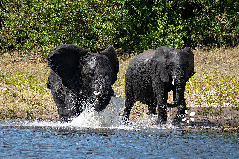 博茨瓦纳，两头非洲象溅着水花走过河流图片素材