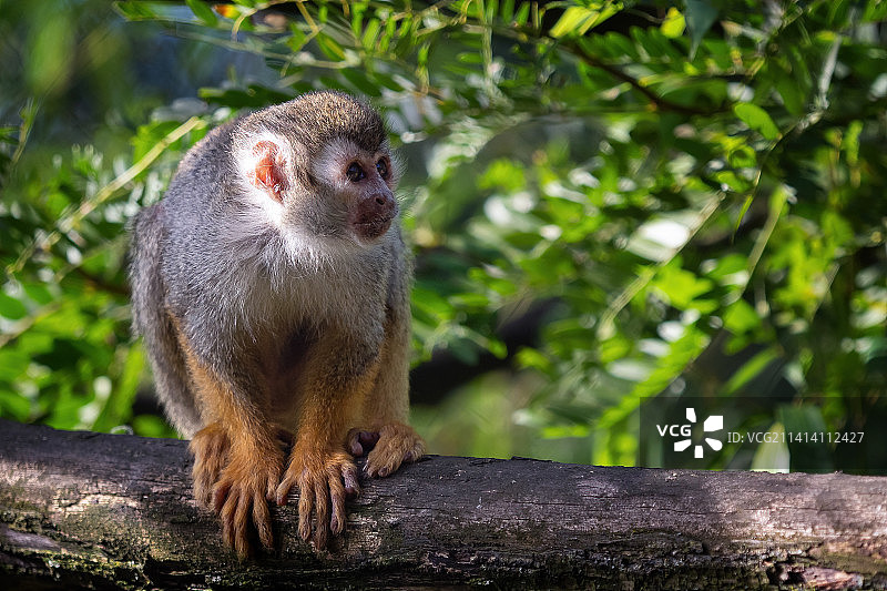 普通松鼠猴在树上的自然，捷克共和国图片素材
