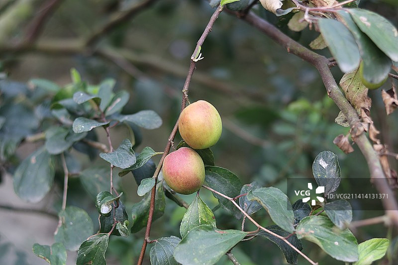 苹果在树上生长的特写图片素材
