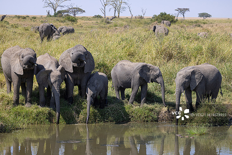 两头大象、坦桑尼亚图片素材