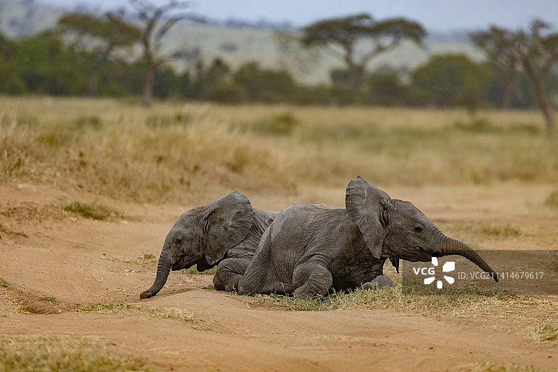 坦桑尼亚田野上犀牛的侧视图图片素材